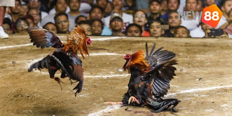 chơi đá gà hợp pháp không