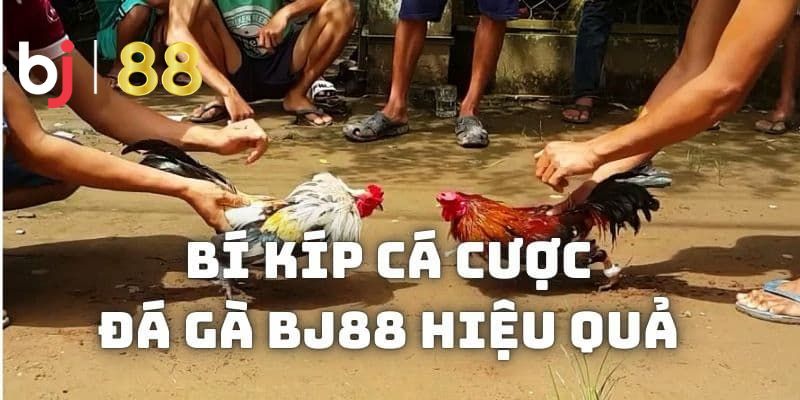  BJ88 đá gà